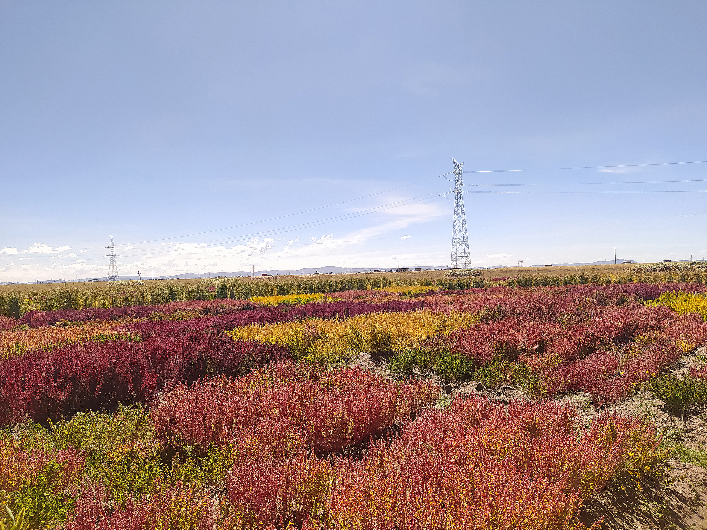 Phenological stages of maduration in cañihua (Chenopodium pallidicaule) cultivation in Puno, Peru (2019-2020 agricultural campaign)