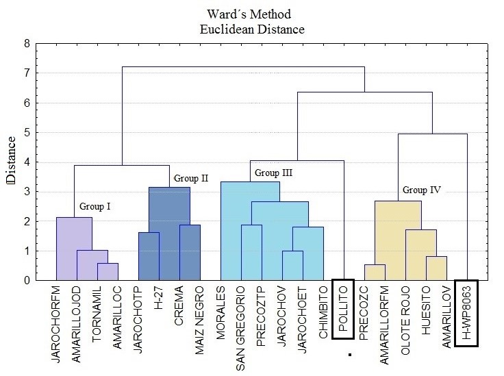 Grouping dendrogram of local maize varieties according to some physical-chemical characteristics of the grain