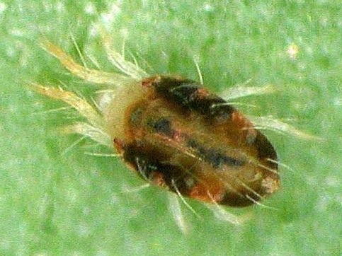 Tetranychus urticae female