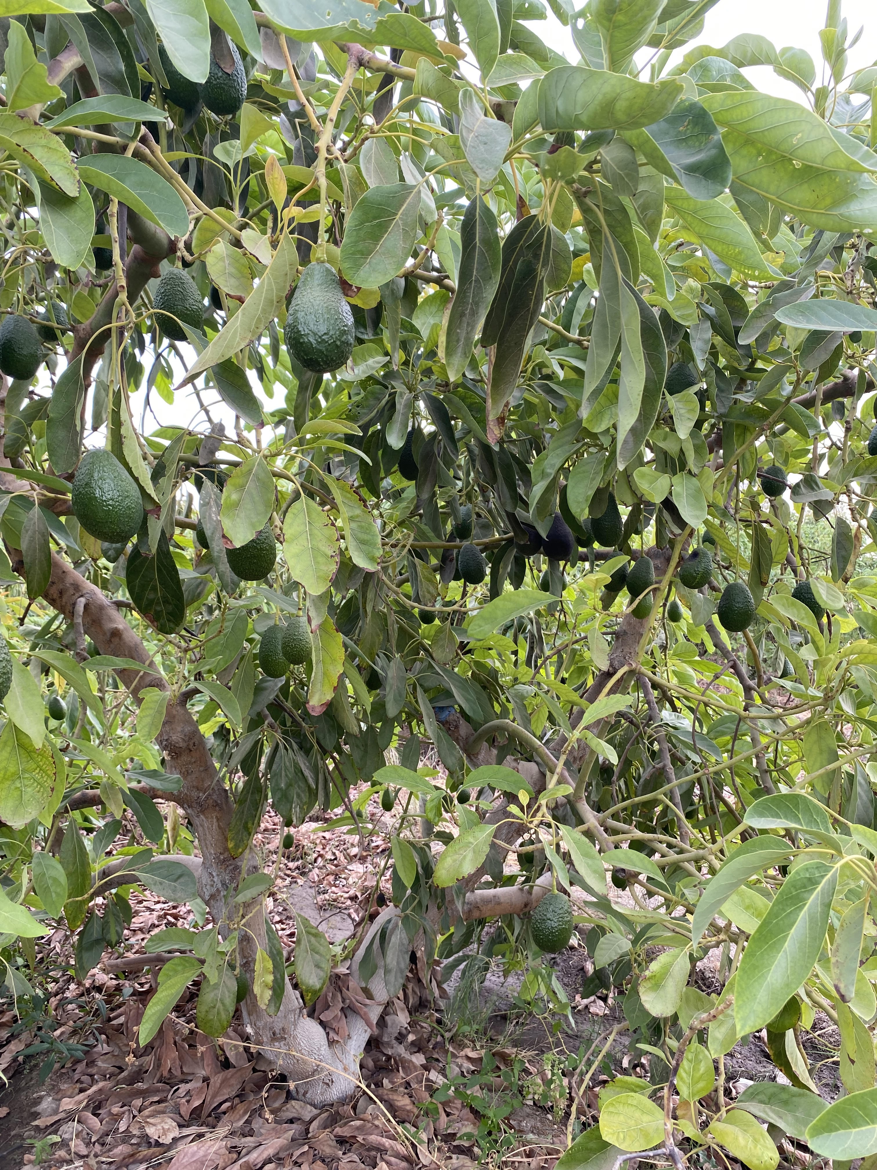 Avocado cultivation in Majes Irrigation, Arequipa, Peru.