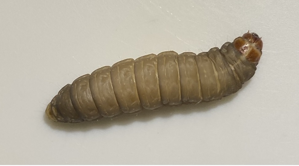 Larva of Galleria mellonella, an insect with the potential to consume styrofoam due to the action of bacteria in its polystyrene foam due to the action of bacteria in its digestive tract