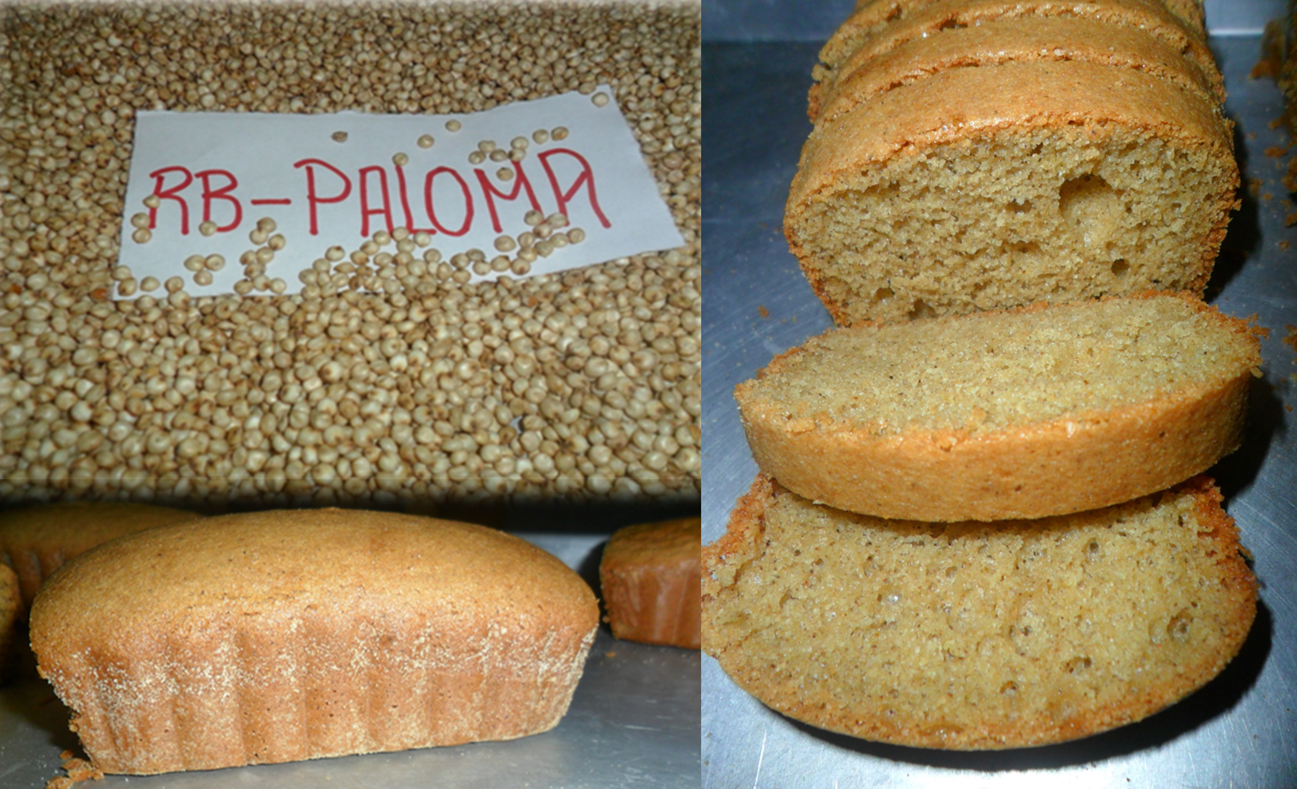 Sweet white sorghum grain variety "RB Paloma" and agroindustrial pancake product made with 100% white sorghum flour