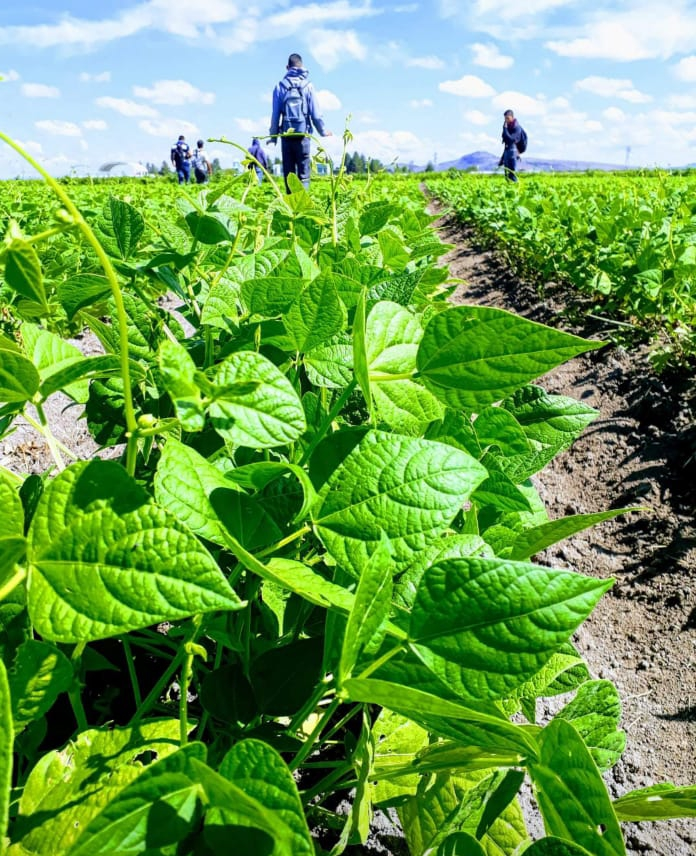 Rarámuri Pinto Bean cultivation in the Guadiana Valley, Durango, Mexico, spring-summer 2020 agricultural cycle, in the reproductive phase, at the beginning of flowering, with super lean fertilizer application.