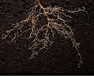 Root development is highly influenced by early phosphorus availability.