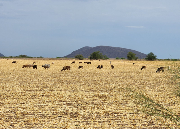 Dual-purpose cattle grazing corn shears, in June 2023, the final and most critical part of the drought in Sinaloa, Mexico. In the vegetation type of tropical deciduous forest or seasonally dry forest.