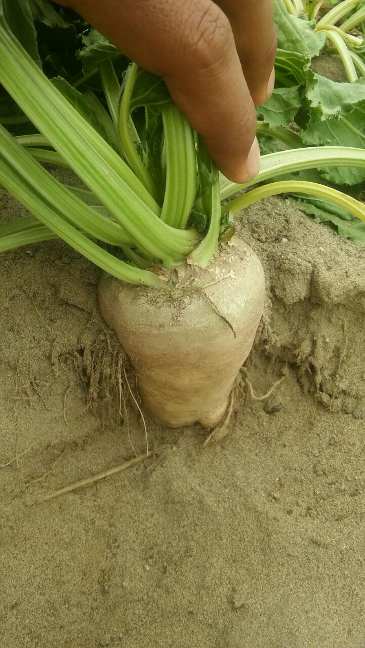 Sugar beet planted in a sandy soil used for the experiment comparing the Penman equation with the AquaCrop model.
