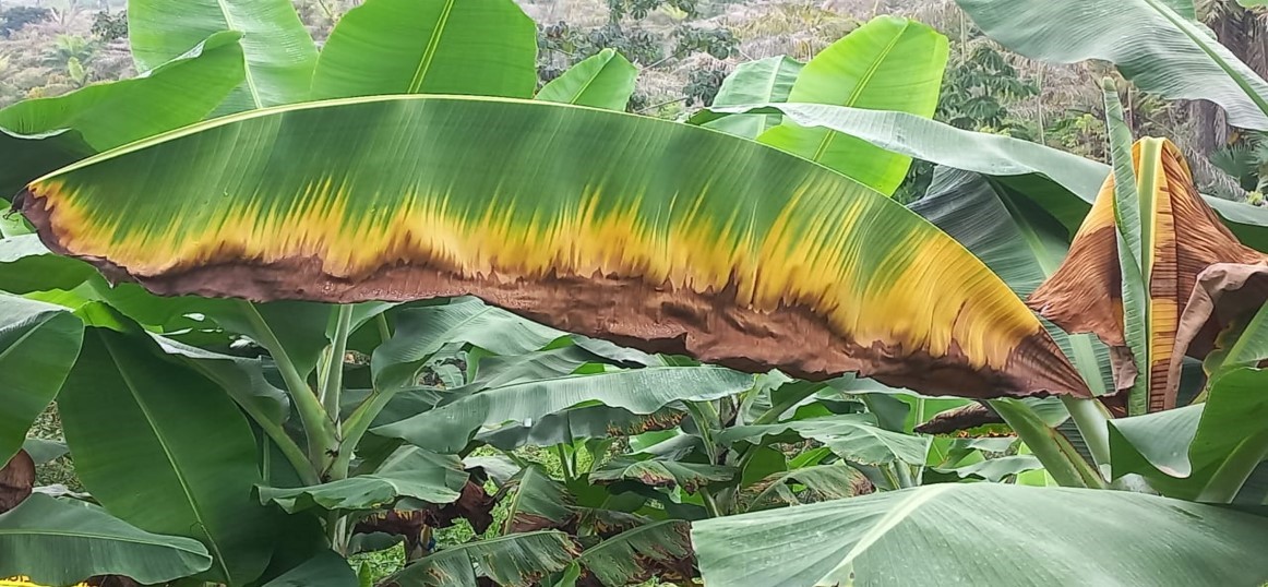 Symptoms characteristic of Moko disease, which affects all organs of the plant at any stage of development, can be observed as the disease progresses. Initially, it starts in the three youngest leaves, where the leaves turn from yellowish to brown, the leaves hang down, and finally, the plant dies