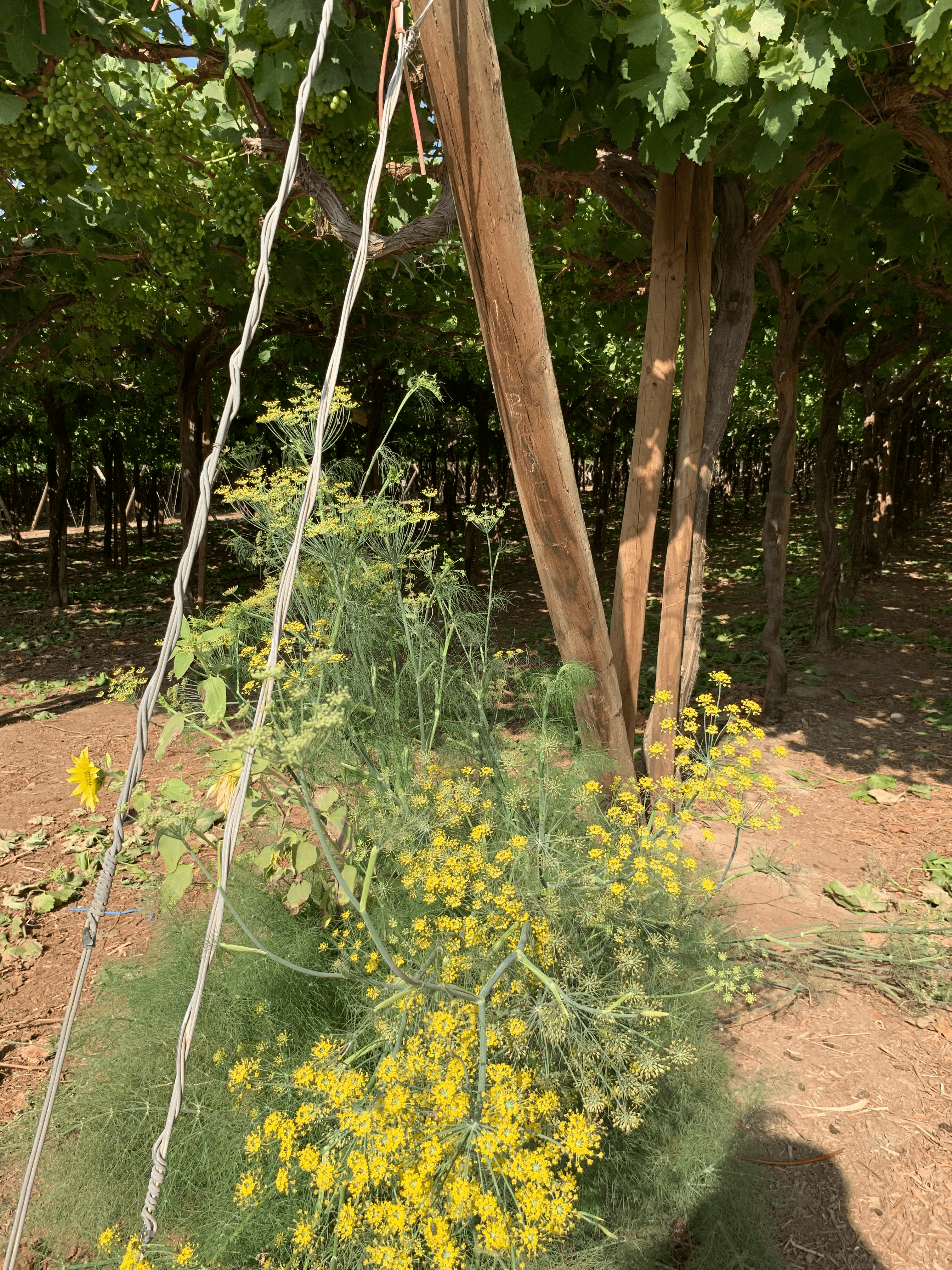The image corresponds to one of the shelters installed where you can see in the foreground fennel and sunflower plants (Shelter type A), planted as indicated in the article, on the edges of the vine crop, in Ica, Peru.
