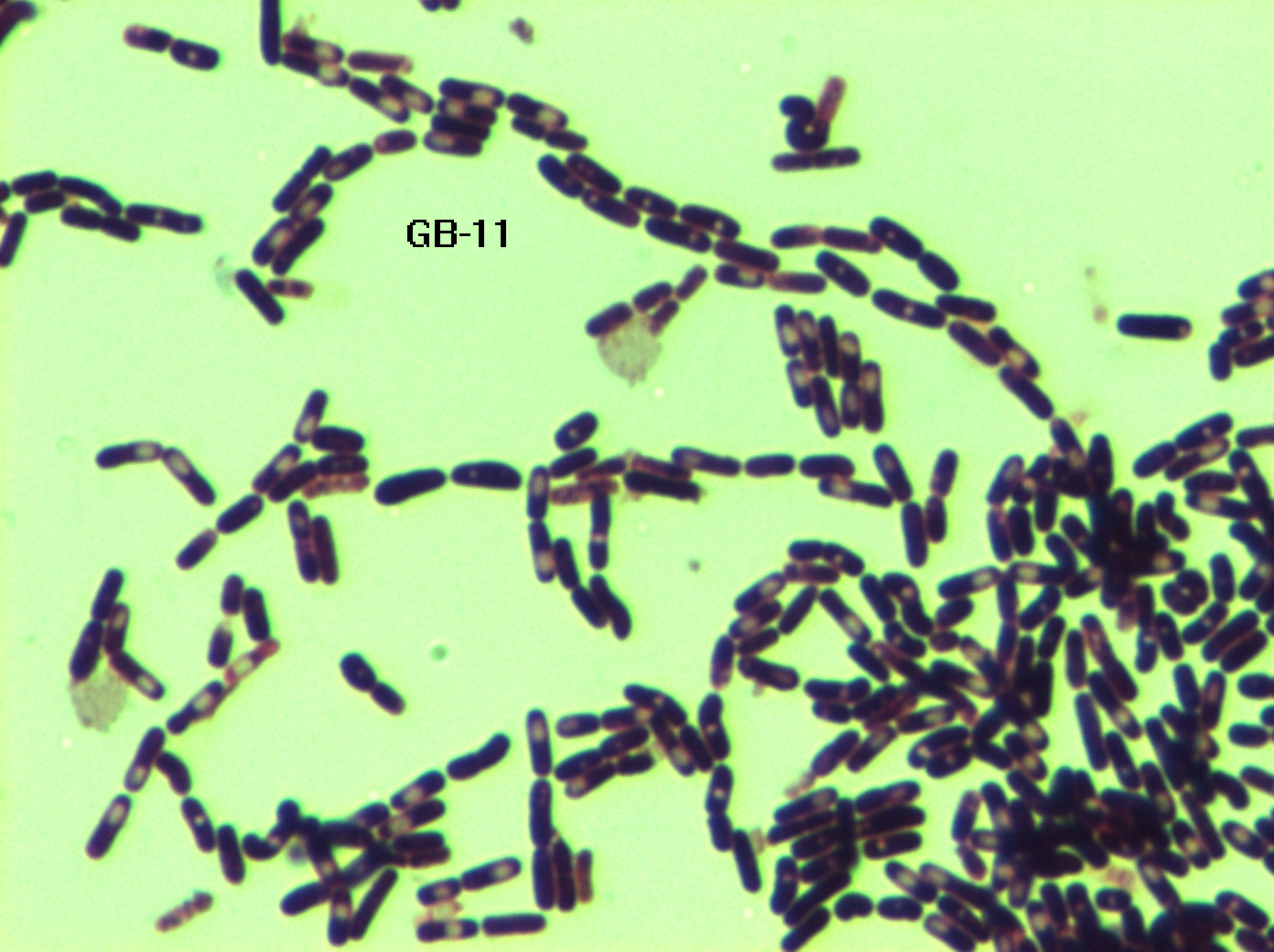 Morphology of the Bacillus genus, from Antarctica, gram-positive, 0.5 to 2.0 micrometers wide and 3 to 5 micrometers long, central endospore and ellipsoidal in shape. They have a thick peptidoglycan cell wall and have the unique ability to form resistant spores.
