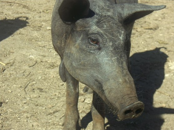 Female specimen of Cerdo Pelón from the town of Tizimín, Yucatán, Mexico. In it you can see the characteristic physical features of the breed such as the absence of hair, black skin without spots, black hoof and straight snout.
